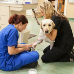 Animal Care Technician